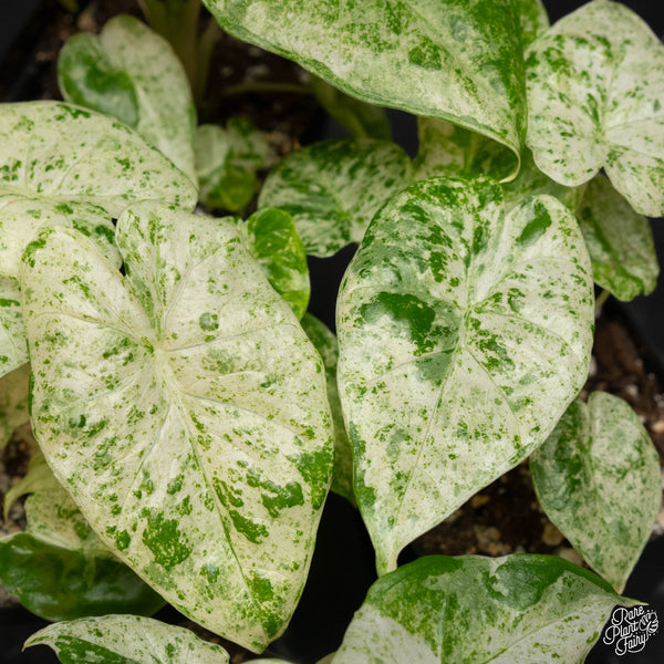 Alocasia odora batik variegated *Grower's choice*