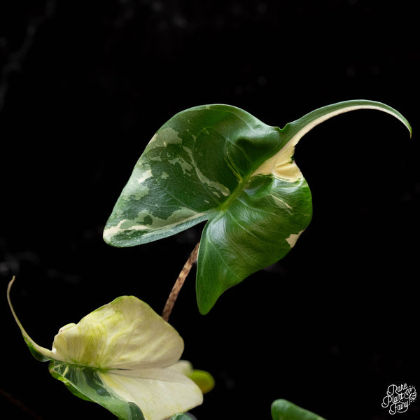 Alocasia macrorrhiza 'Stingray' albo variegated (A41) *corming size*