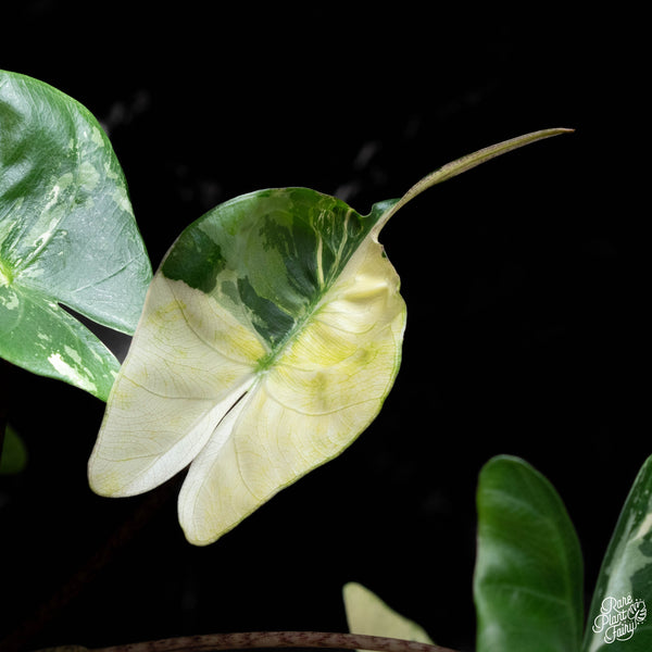 Alocasia macrorrhiza 'Stingray' albo variegated (A41) *corming size*