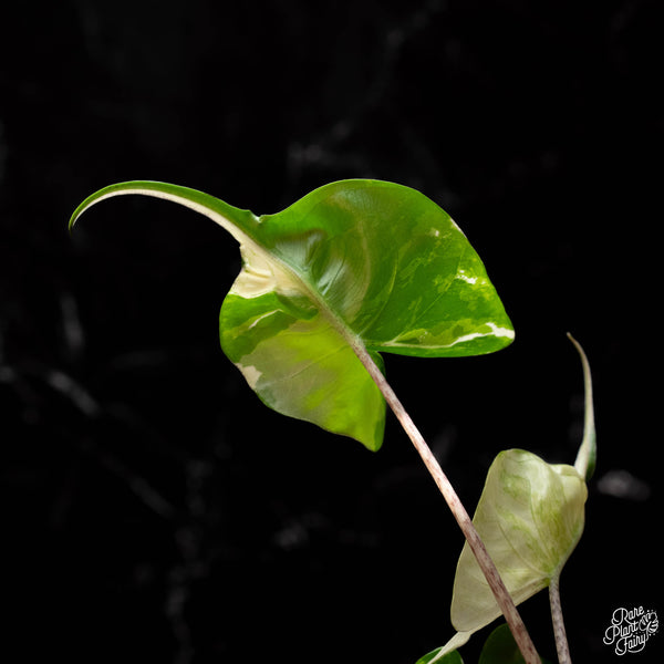 Alocasia macrorrhiza 'Stingray' albo variegated (A41) *corming size*