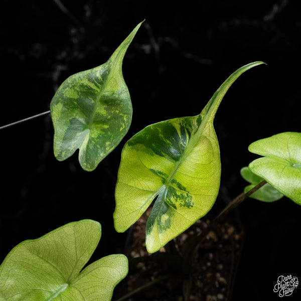 Alocasia macrorrhiza 'Stingray' aurea variegated (B41)