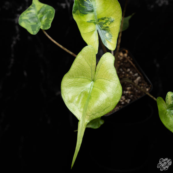 Alocasia macrorrhiza 'Stingray' aurea variegated (B41)