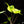 Load image into Gallery viewer, Alocasia macrorrhiza &#39;Stingray&#39; aurea variegated (B41)
