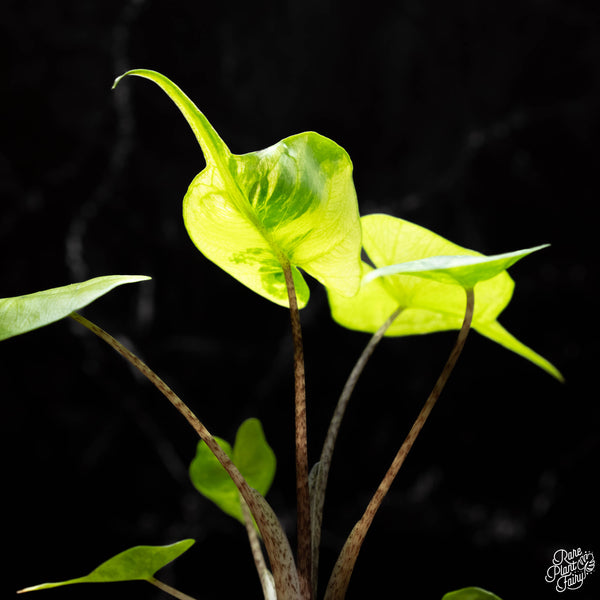 Alocasia macrorrhiza 'Stingray' aurea variegated (B41)