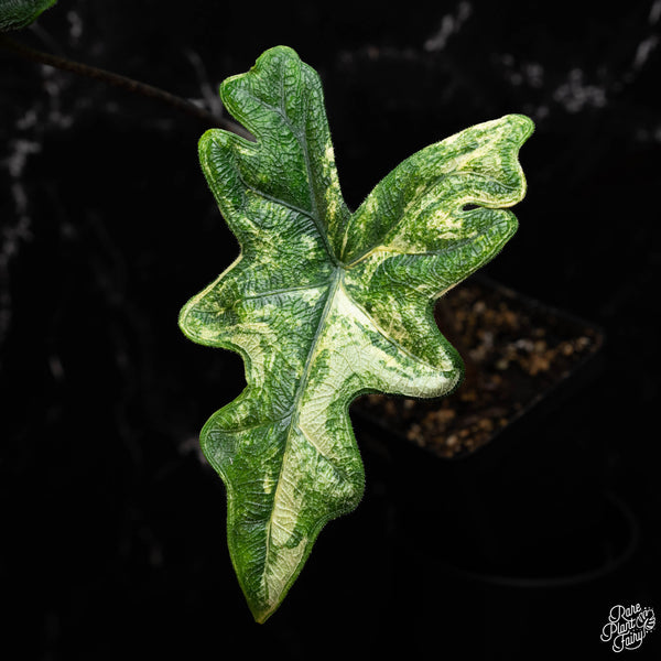 Alocasia tandurusa  variegated (previously Alocasia 'Jacklyn' or 'Jaclyn')(A41)