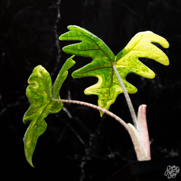 Alocasia tandurusa  variegated (previously Alocasia 'Jacklyn' or 'Jaclyn')(A41)