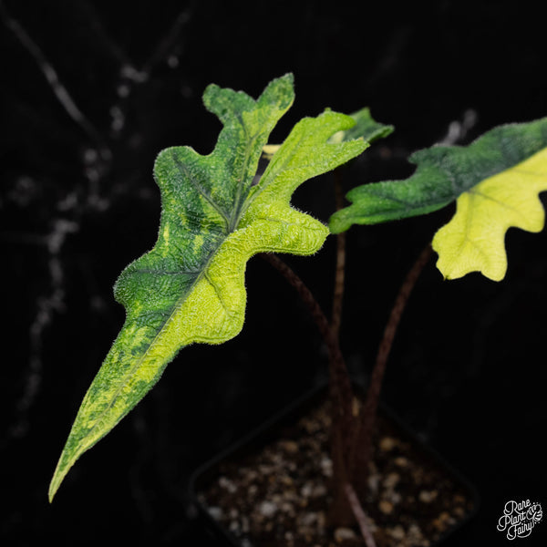 Alocasia tandurusa  variegated (previously Alocasia 'Jacklyn' or 'Jaclyn')(B41)