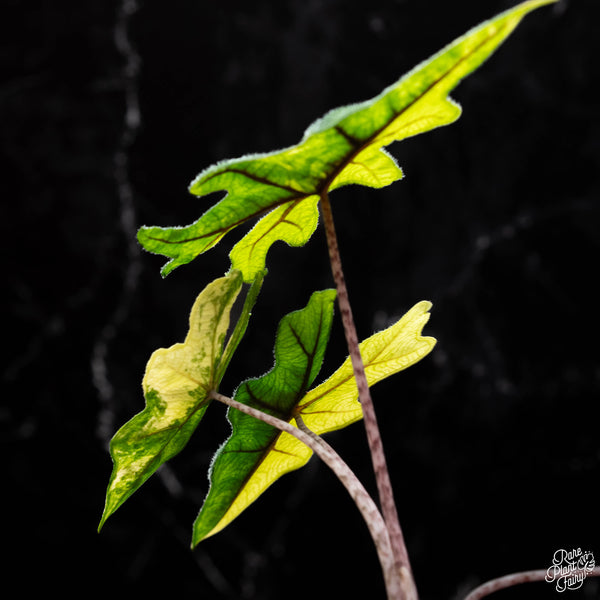 Alocasia tandurusa  variegated (previously Alocasia 'Jacklyn' or 'Jaclyn')(B41)