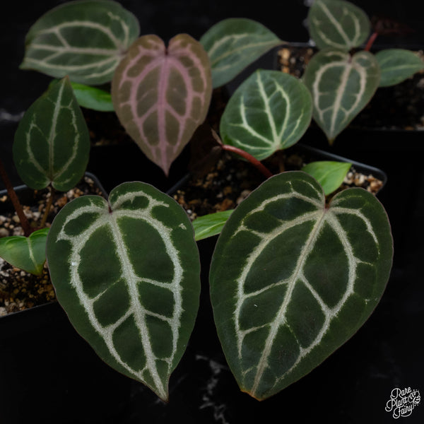 Anthurium Tortoise Shell Brown '34' x DocBlock Purple Rain '27' by DocBlock® *Grower's choice*