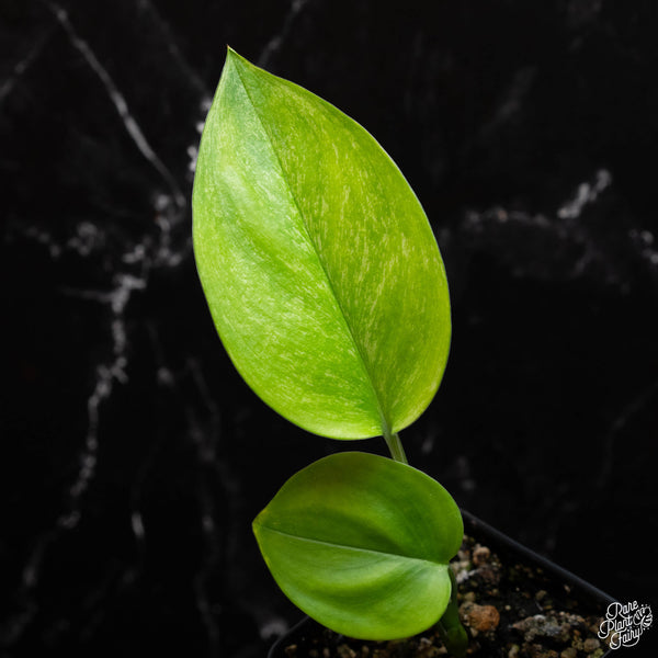 Scindapsus sp. mint variegated *Grower's choice*