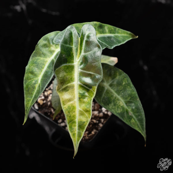 Alocasia 'Polly' aurea variegated *Grower's choice*