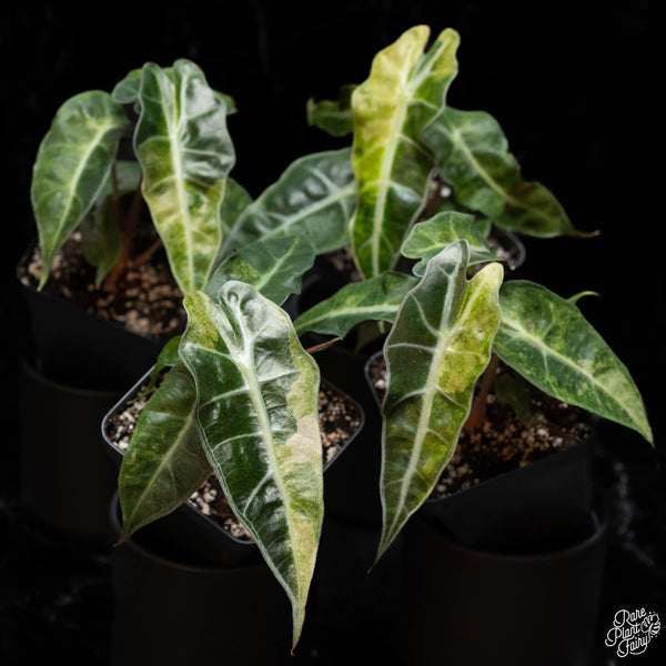 Alocasia 'Polly' aurea variegated *Grower's choice*