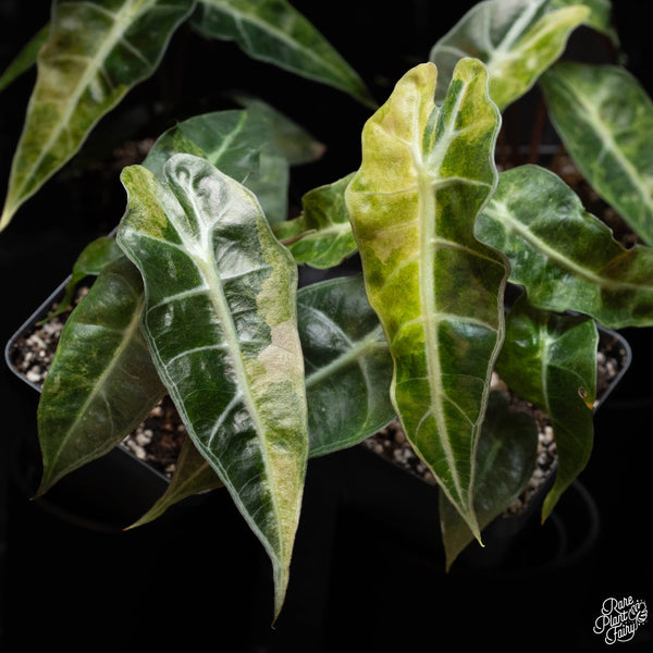 Alocasia 'Polly' aurea variegated *Grower's choice*