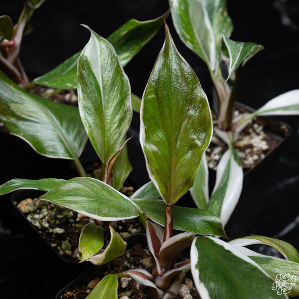 Philodendron erubescens 'White Knight' mutation *Grower's choice*