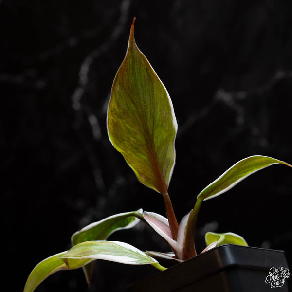 Philodendron erubescens 'White Knight' mutation *Grower's choice*