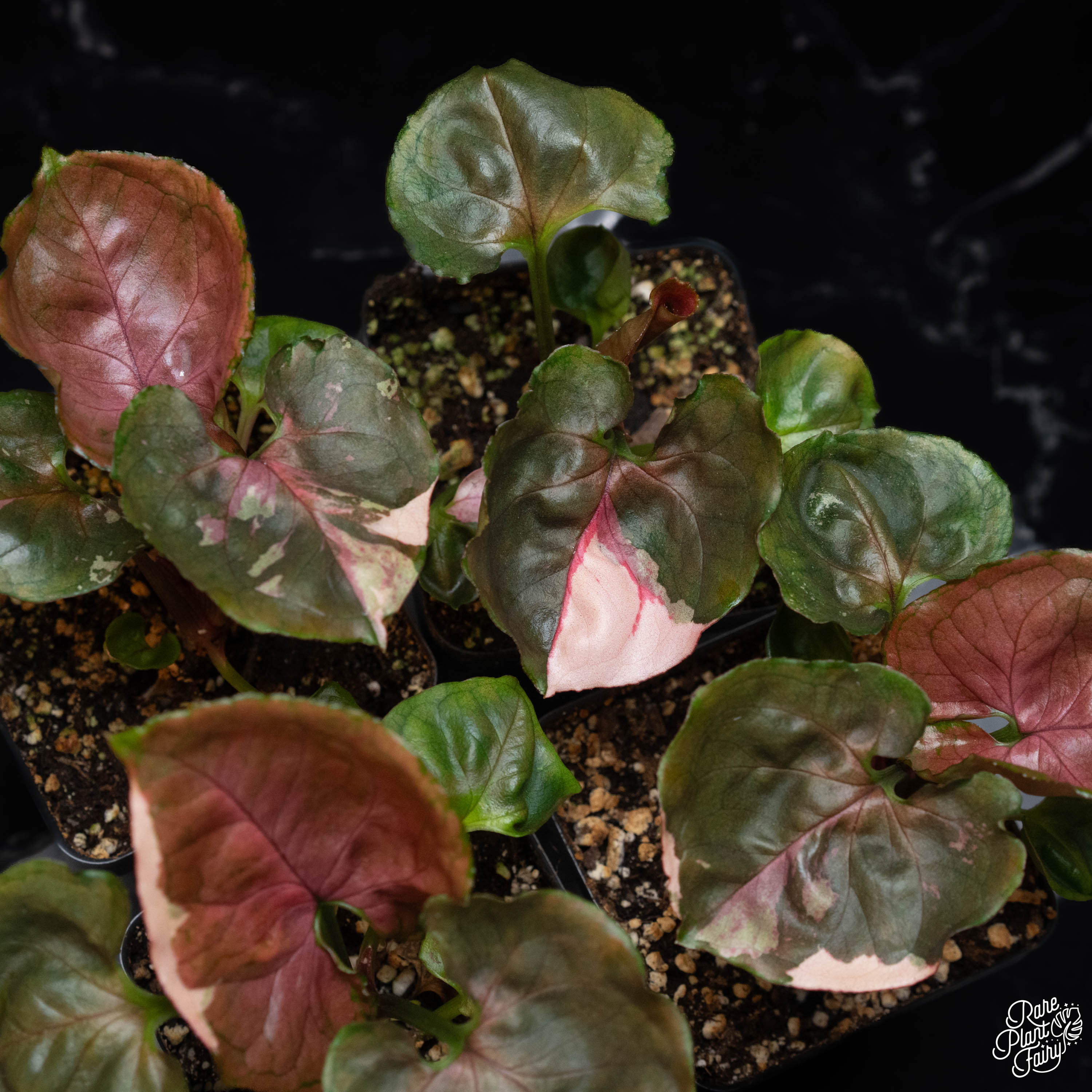 Syngonium Stawberry Ice, Rare Syngonium Podophyllum, Pink Syngonium, Arrowhead orders Plant, 3IN Full Plant Pot, Exact Plant