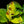 Load image into Gallery viewer, Philodendron erubescens &#39;Yellow Flame&#39; (aka Red Moon) *Grower&#39;s choice*
