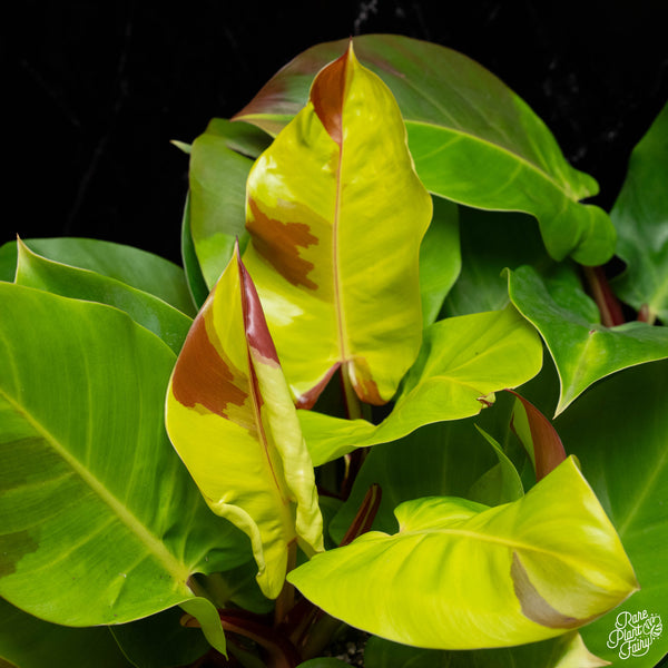 Philodendron erubescens 'Yellow Flame' (aka Red Moon) *Grower's choice*