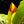 Load image into Gallery viewer, Philodendron erubescens &#39;Yellow Flame&#39; (aka Red Moon) *Grower&#39;s choice*
