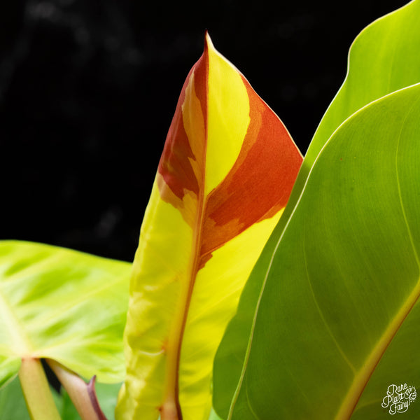 Philodendron erubescens 'Yellow Flame' (aka Red Moon) *Grower's choice*