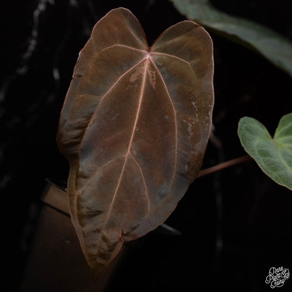 Anthurium red crystallinum (purple emergent) x antolakii (previously BVEP) (C42) *blister variegated*