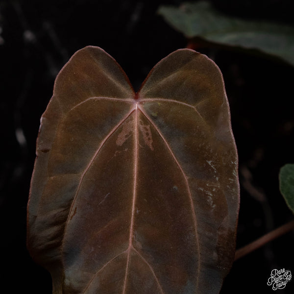 Anthurium red crystallinum (purple emergent) x antolakii (previously BVEP) (C42) *blister variegated*