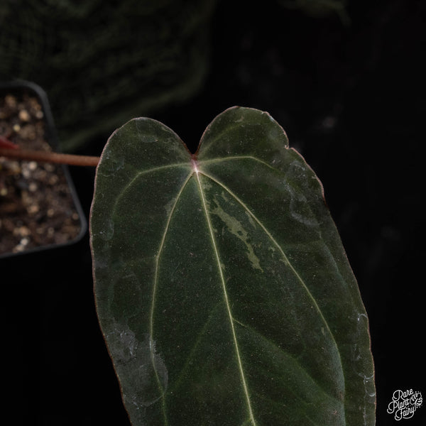 Anthurium red crystallinum (purple emergent) x antolakii (previously BVEP) (C42) *blister variegated*