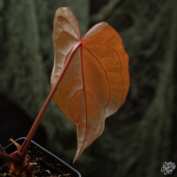 Anthurium red crystallinum (purple emergent) x antolakii (previously BVEP) (C42) *blister variegated*