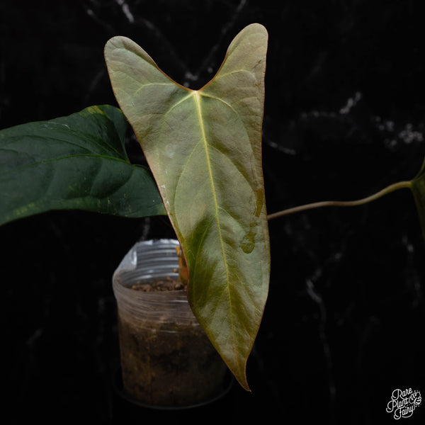 Anthurium portillae x self (D42)