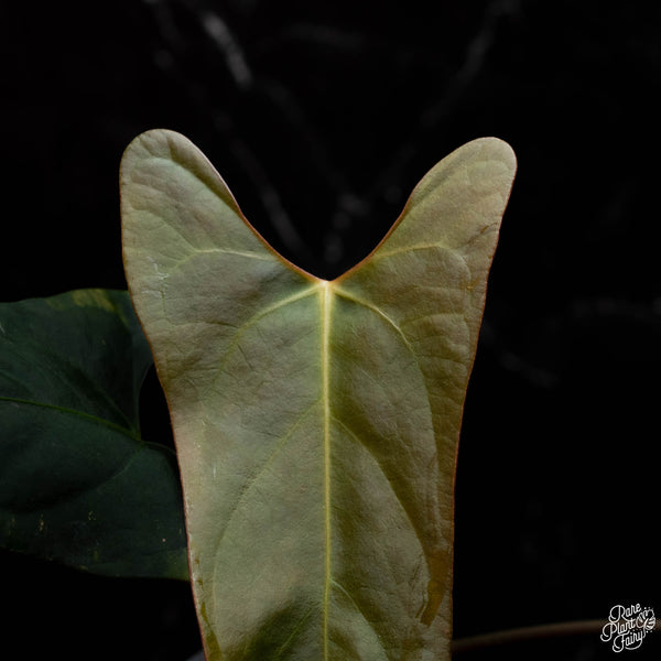 Anthurium portillae x self (D42)