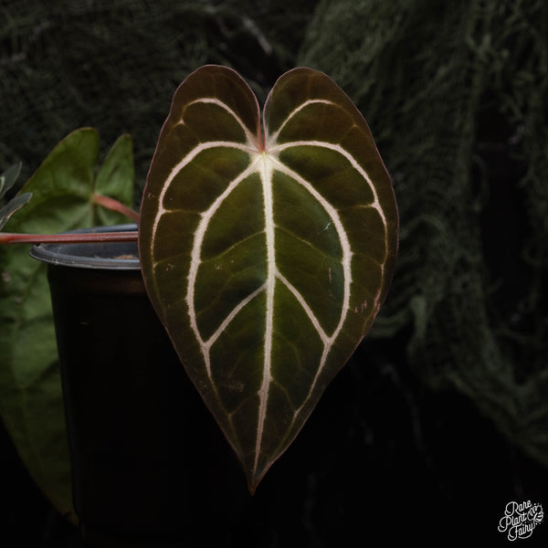 Anthurium carlablackiae #4 x #1 by Rory Antolak (G42)