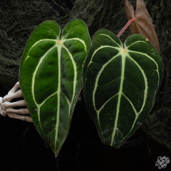 Anthurium carlablackiae #4 x #1 by Rory Antolak (G42)