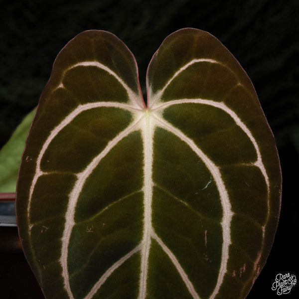 Anthurium carlablackiae #4 x #1 by Rory Antolak (G42)