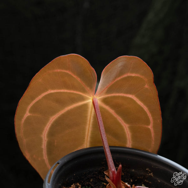 Anthurium carlablackiae #4 x #1 by Rory Antolak (G42)