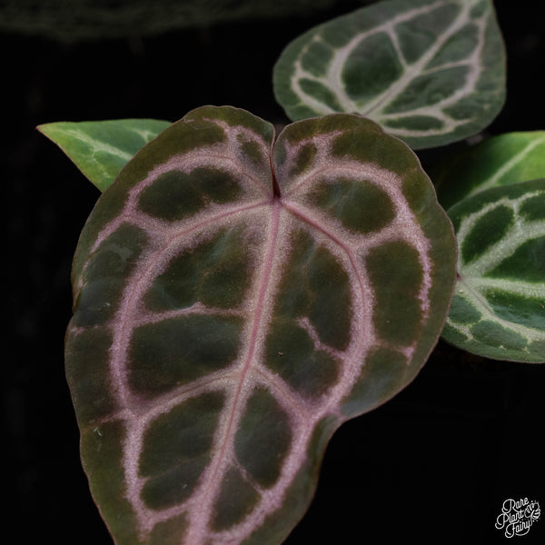 Anthurium Zara '33' x  Home, Sweet Home '32' by DocBlock® (M42)  *purple emergent*