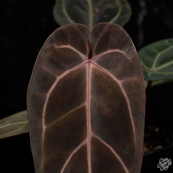 Anthurium Red Velvet Cake '24' x Dark and Handsome '9' by DocBlock® (N42) *dark & narrow*