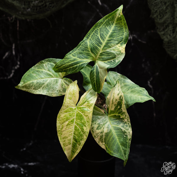 Syngonium 'Batik' albo variegated (A42)