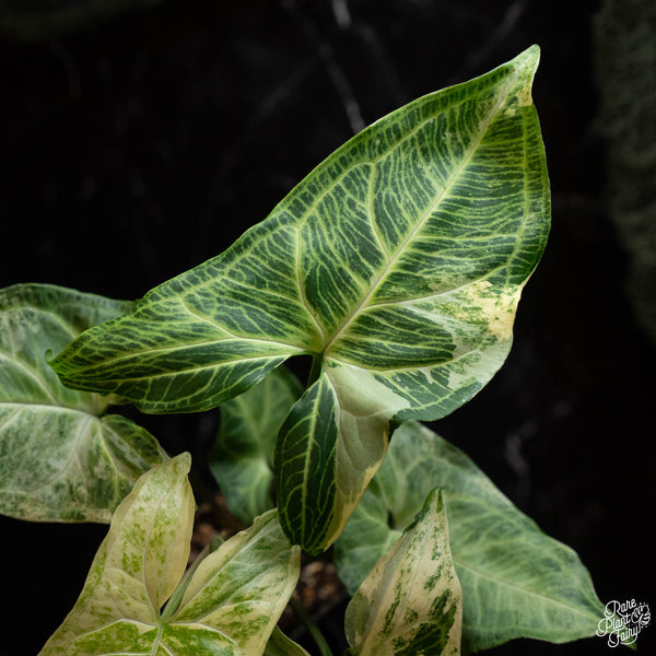 Syngonium 'Batik' albo variegated (A42)