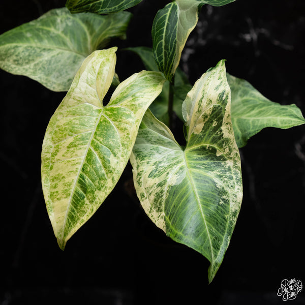 Syngonium 'Batik' albo variegated (A42)