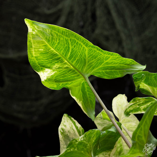 Syngonium 'Batik' albo variegated (A42)