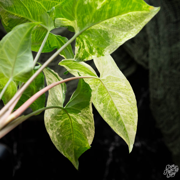 Syngonium 'Batik' albo variegated (A42)