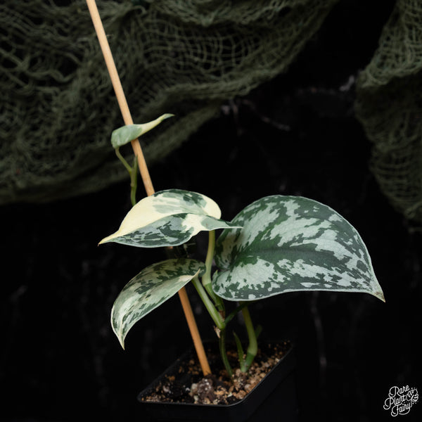 Scindapsus pictus 'Mayari' albo variegated (A42)