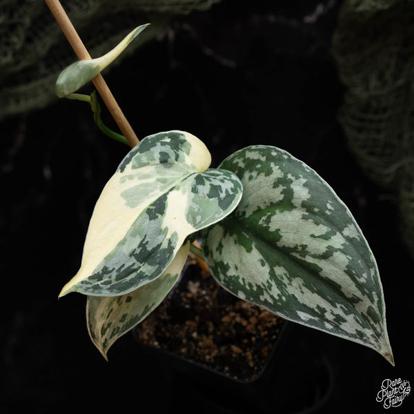 Scindapsus pictus 'Mayari' albo variegated (A42)