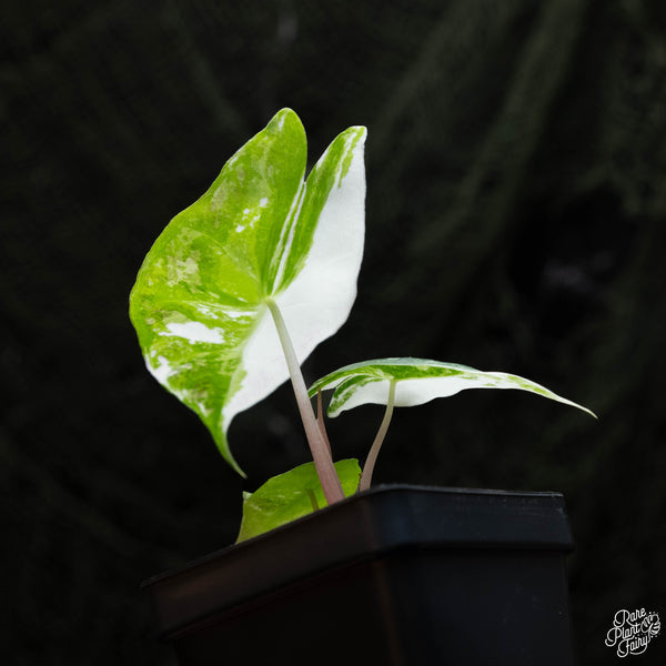 Alocasia 'Pink Dragon' albo/pink variegated (A42)