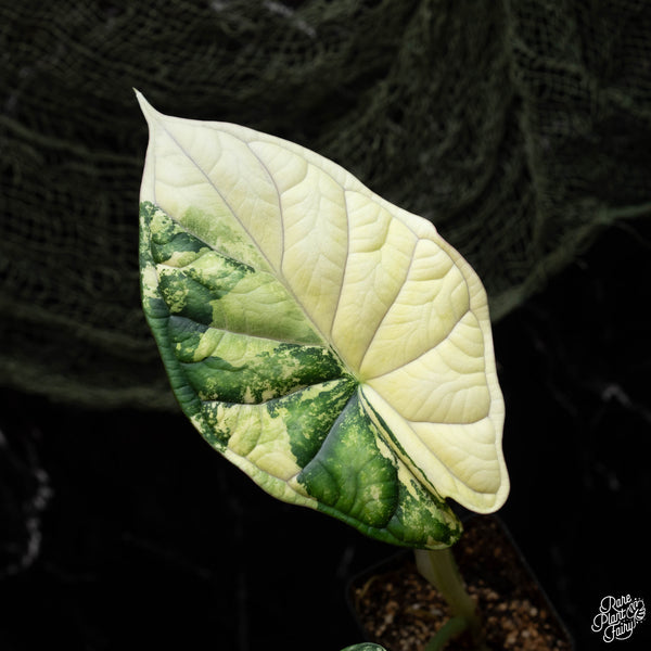 Alocasia 'Dragon Scale' albo variegated (B42)