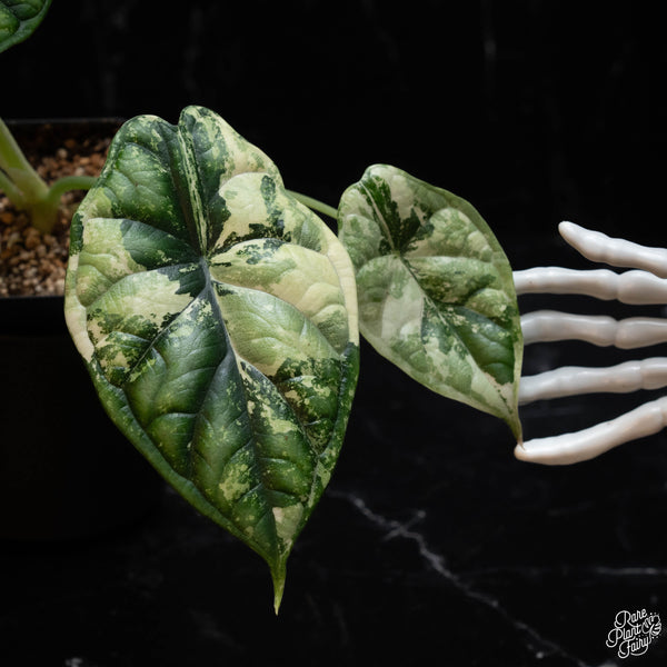 Alocasia 'Dragon Scale' albo variegated (B42)