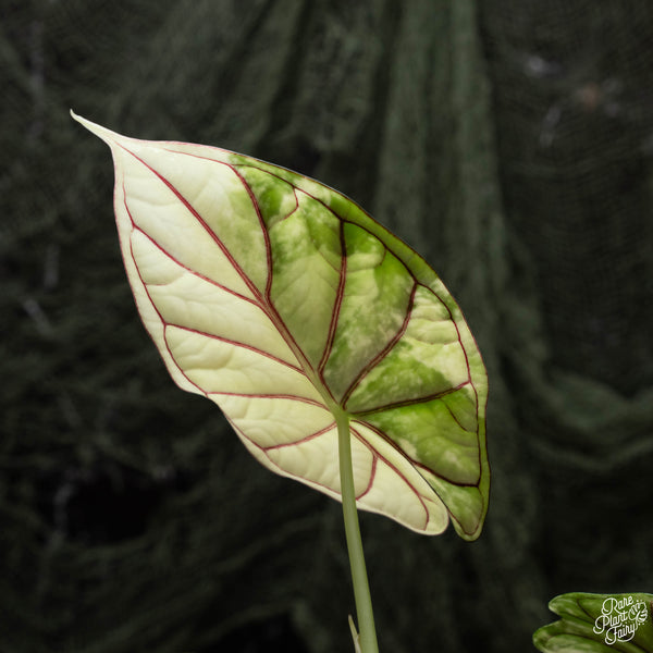 Alocasia 'Dragon Scale' albo variegated (B42)