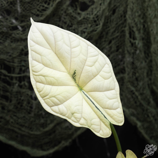 Alocasia 'Dragon Scale' albo variegated (C42)