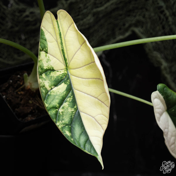 Alocasia 'Dragon Scale' albo variegated (C42)