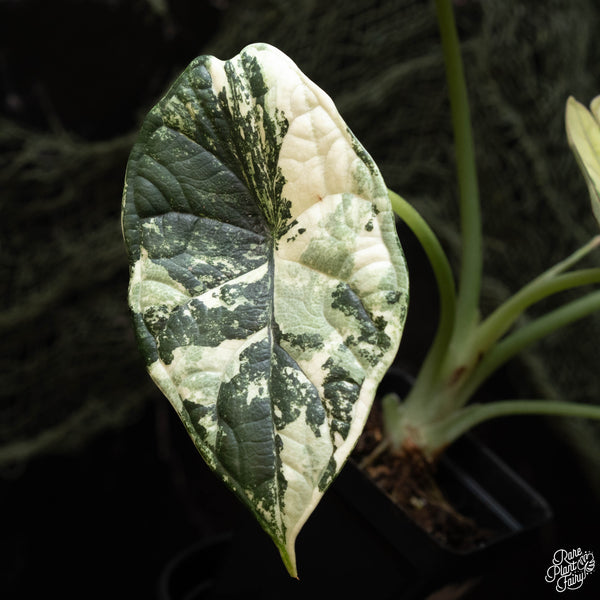 Alocasia 'Dragon Scale' albo variegated (C42)